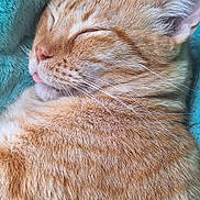 Henry is registered to the contest to win money with this photo: cat, ginger_cat, sleeping, close_up, whiskers, fur, tongue_out, pet, animal, cozy, soft_texture, blanket, relaxation, cute, domestic_cat, feline, resting, indoor, peaceful, nap