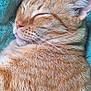 animal, blanket, cat, close_up, cozy, cute, domestic_cat, feline, fur, ginger_cat, indoor, nap, peaceful, pet, relaxation, resting, sleeping, soft_texture, tongue_out, whiskers