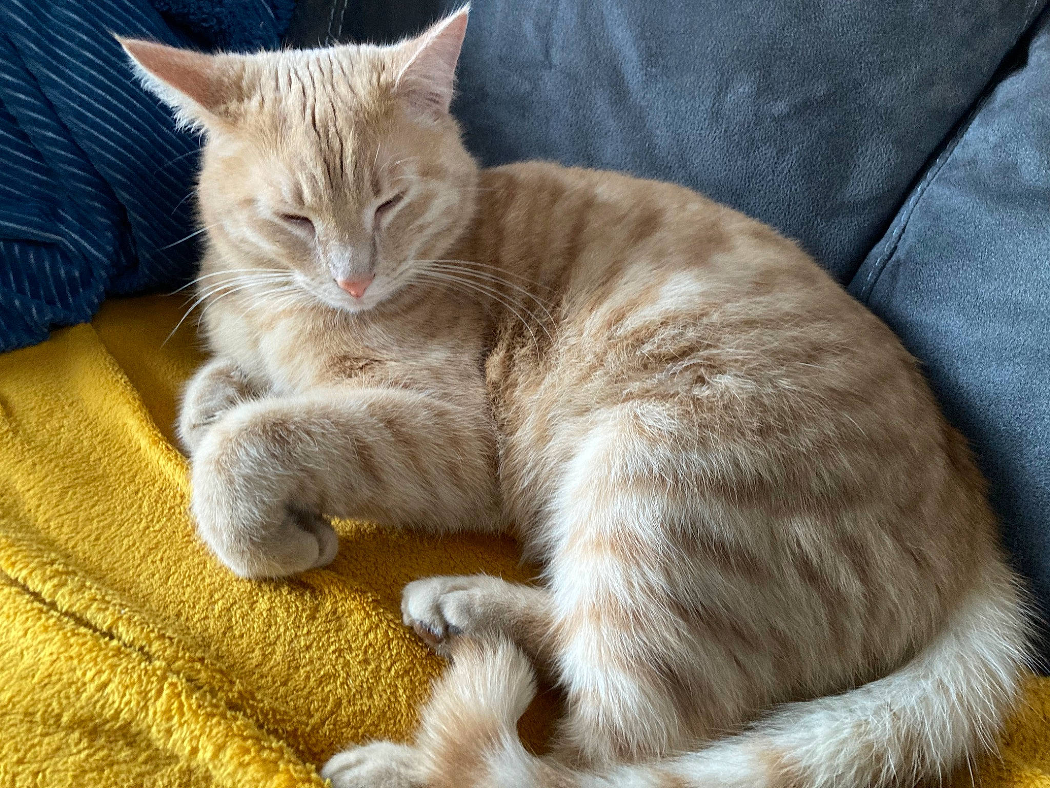 Youri a rejoint le concours — aidez-le/la à gagner de superbes lots ! carnivore, cat, cat_supply, claw, comfort, domestic_short_haired_cat, fawn, felidae, fur, nap, paw, sitting, small_to_medium_sized_cats, snout, tail, terrestrial_animal, whiskers, wildlife