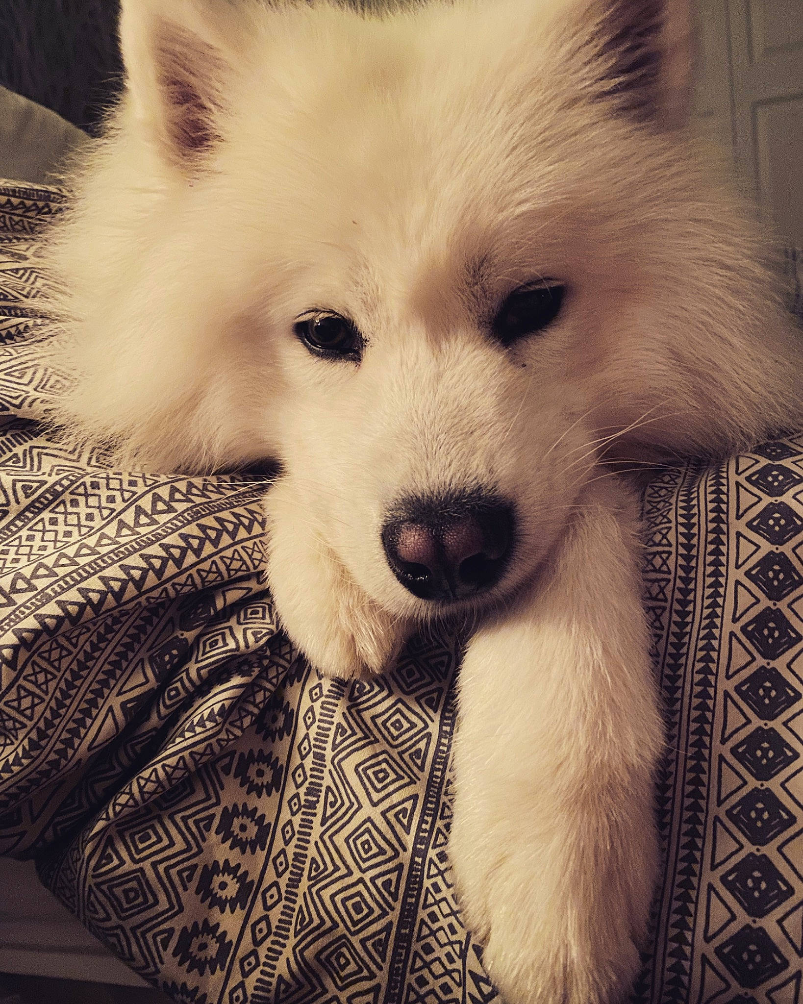 Larry joined the competition — help win amazing prizes! american_eskimo_dog, canidae, canis, carnivore, companion_dog, dog, dog_breed, fur, german_spitz, german_spitz_mittel, japanese_spitz, jaw, monochrome, monochrome_photography, samoyed, snout, sporting_group, volpino_italiano, whiskers, working_animal