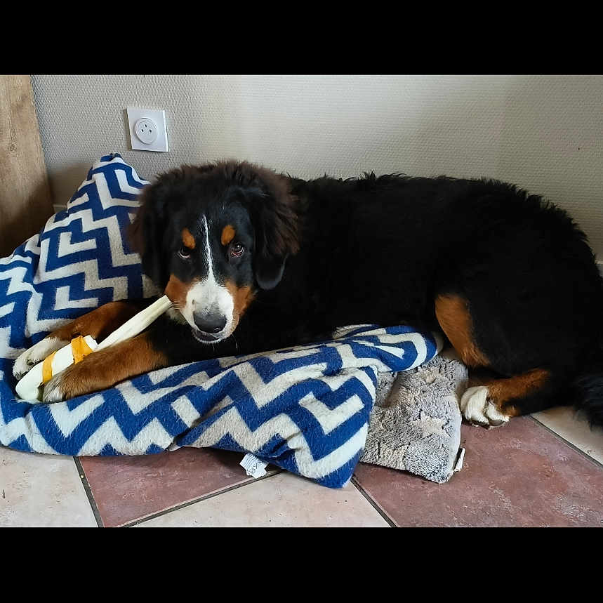 Upp participe au concours pour gagner de l'argent avec cette photo : animal, appenzeller, architecture, ball, blanket, canine, couch, cushion, dog, furniture, homedecor, hound, indoors, interiordesign, linen, pet, puppy, sport, tennis, tennisball