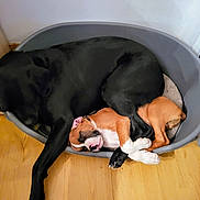 Tayson participe au concours pour gagner de l'argent avec cette photo : dog, puppy, sleeping, dog_bed, black_dog, brown_dog, indoor, wooden_floor, resting, cozy, pets, close_up, flooring, companion, animal, domestic, cute, peaceful, relaxing, snuggling
