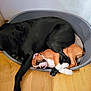 dog, puppy, sleeping, dog_bed, black_dog, brown_dog, indoor, wooden_floor, resting, cozy, pets, close_up, flooring, companion, animal, domestic, cute, peaceful, relaxing, snuggling