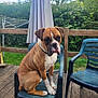 Tayson a rejoint le concours — aidez-le/la à gagner de superbes lots ! dog, brown_dog, white_dog, plastic_chair, deck, wooden_floor, garden, greenery, umbrella, outdoor, pet, sitting, calm, fence, daylight, nature, animal, canine, chair, backyard
