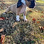 puppy, dog, grass, dry_grass, leaves, scarf, outdoor, tree_trunk, house, autumn, young_dog, pet, animal, canine, nature, daylight, side_view, brown_dog, white_paws, polka_dot_scarf