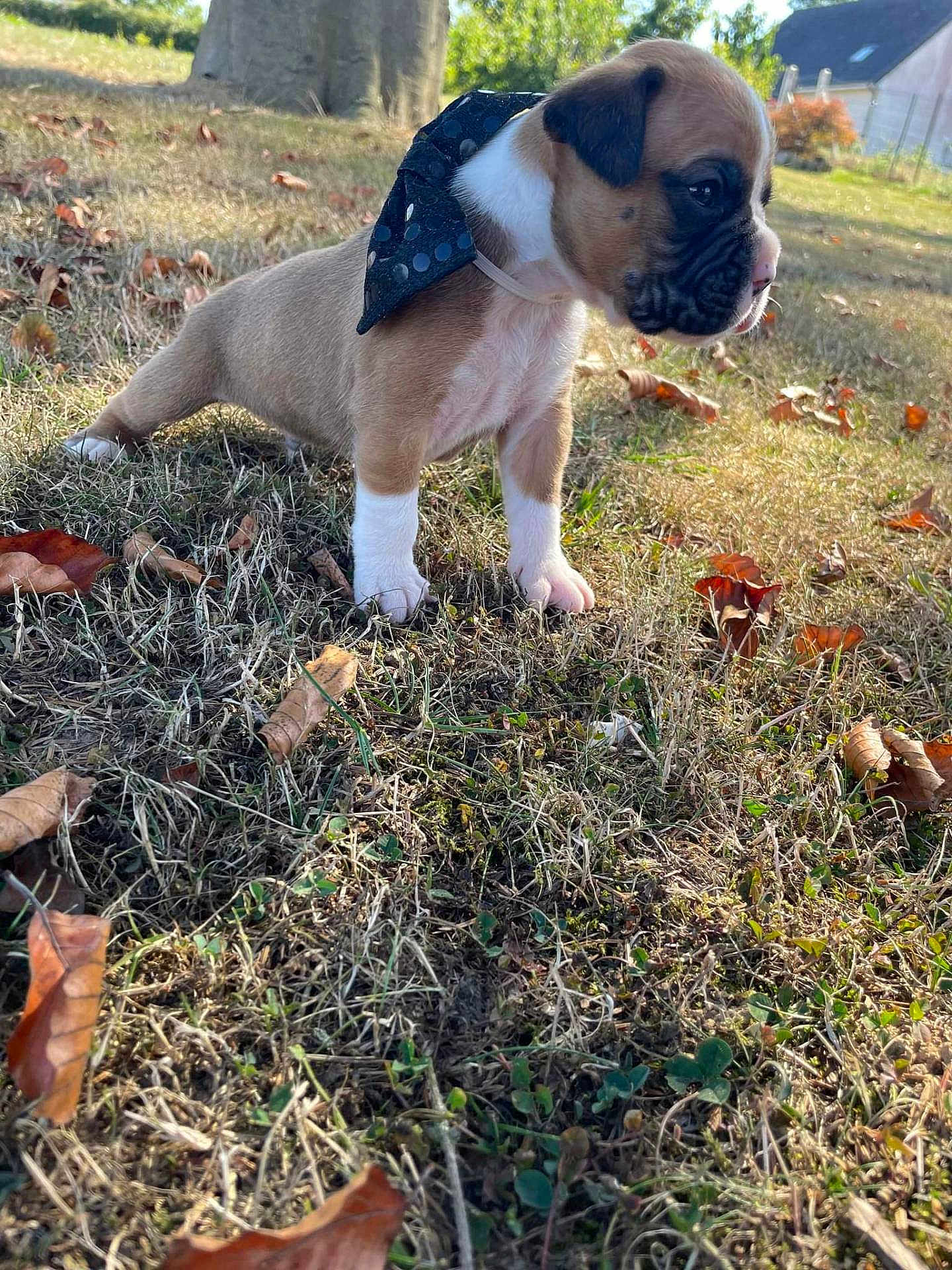 Tayson