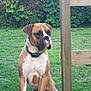 Tayson participe au concours pour gagner de l'argent avec cette photo : dog, boxer, outdoor, grass, wooden_deck, pet, animal, fence, greenery, collar, canine, nature, side_view, alert, brown_and_white, muzzle, ears, paw, garden, daylight