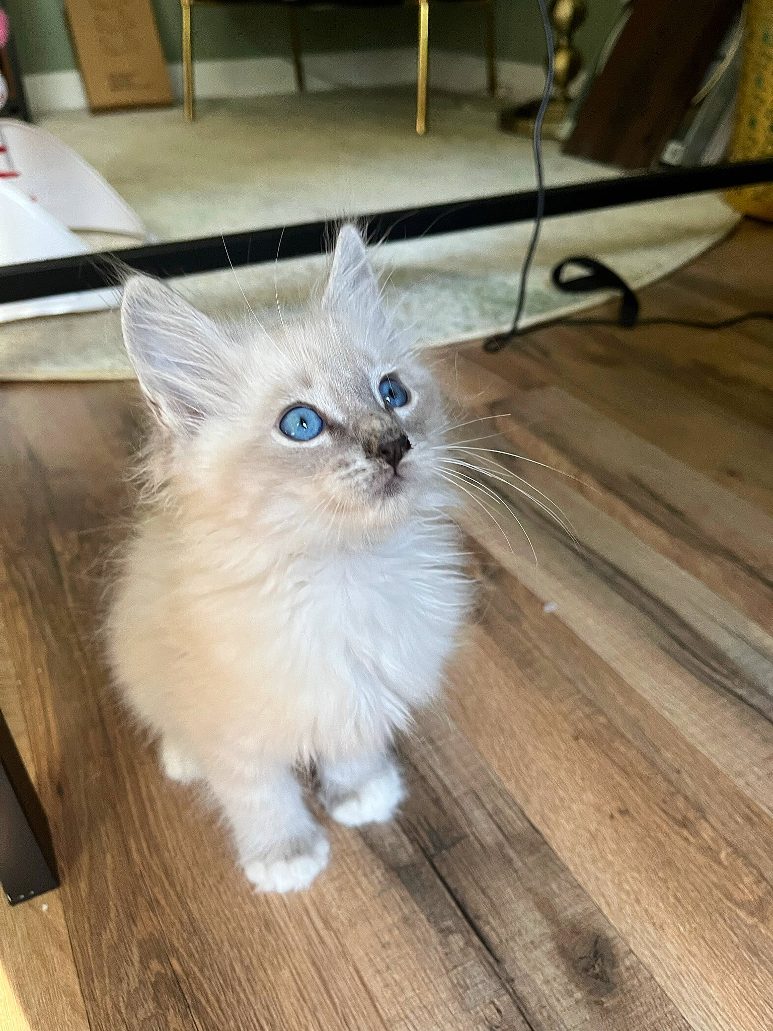 Benji is registered to the contest to win money with this photo: british_longhair, carnivore, cat, claw, fawn, felidae, flooring, fur, hardwood, paw, plank, plant, small_to_medium_sized_cats, snout, tail, varnish, whiskers, wood, wood_flooring, wood_stain