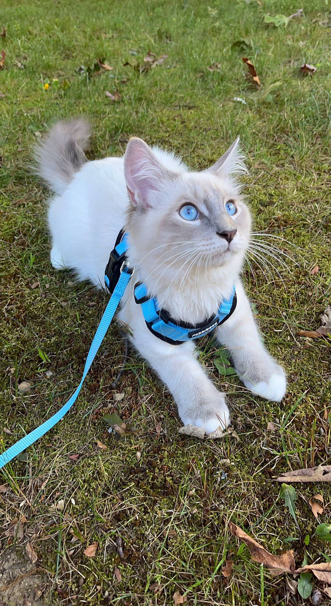 Benji is registered to the contest to win money with this photo: canidae, carnivore, cat, collar, companion_dog, dog_breed, domestic_short_haired_cat, electric_blue, eye, fashion_accessory, fawn, felidae, fur, grass, plant, small_to_medium_sized_cats, snout, tail, terrestrial_animal, whiskers