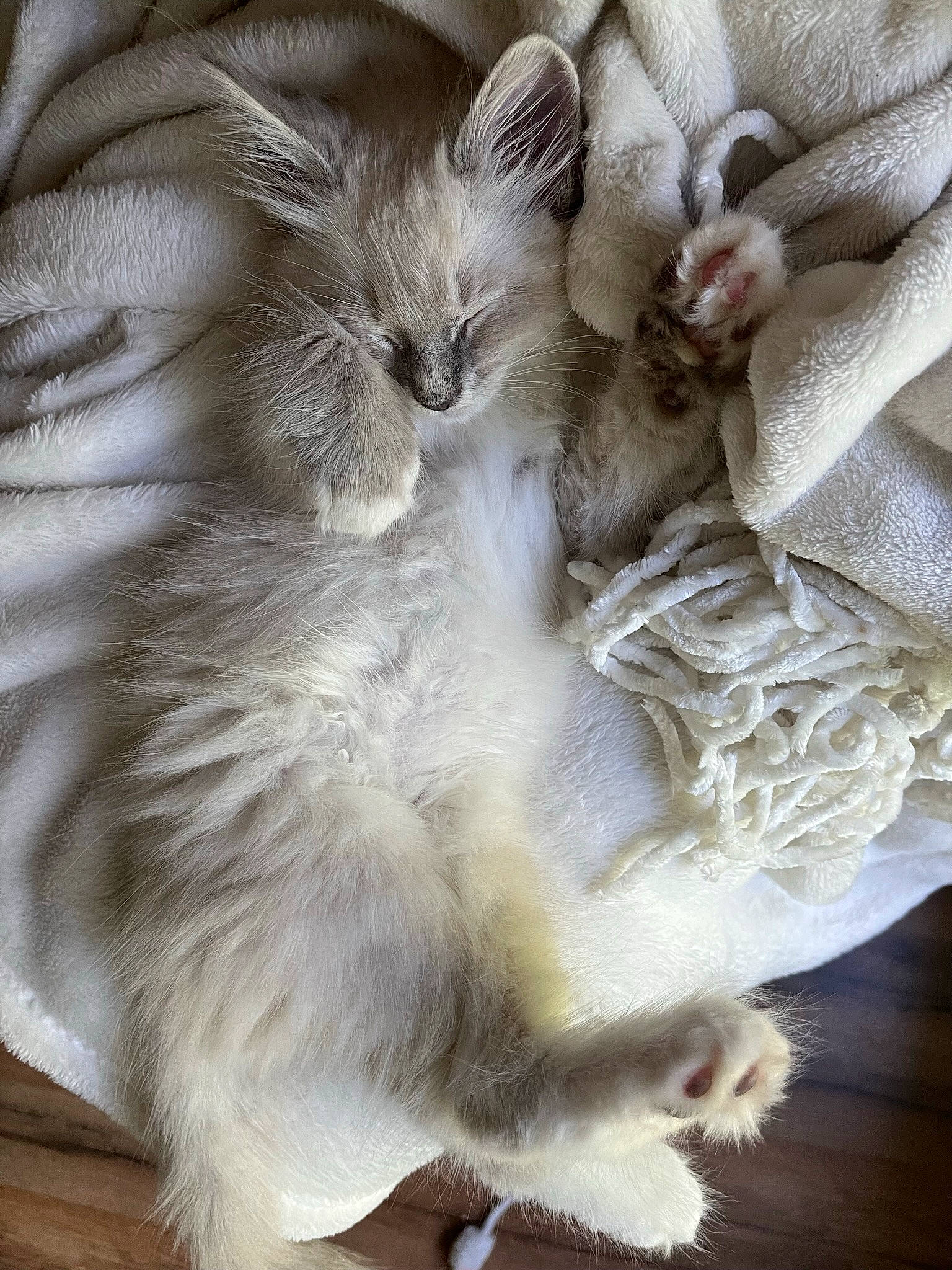 Benji is registered to the contest to win money with this photo: bed_sheet, british_longhair, carnivore, cat, cat_bed, claw, comfort, companion_dog, fawn, felidae, fur, nap, paw, ragdoll, sleep, small_to_medium_sized_cats, snout, tail, whiskers
