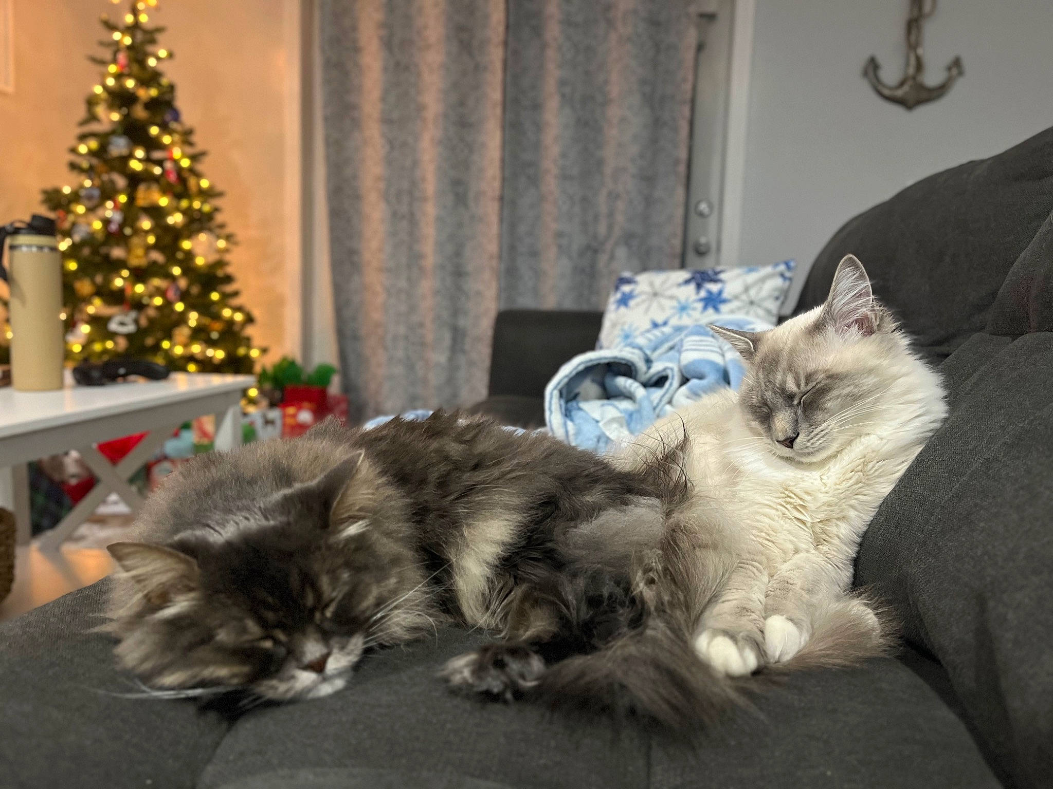 Benji is registered to the contest to win money with this photo: carnivore, cat, christmas_decoration, christmas_ornament, christmas_tree, comfort, conifer, couch, domestic_short_haired_cat, event, felidae, fur, grey, holiday, home, plant, small_to_medium_sized_cats, tail, tree, whiskers