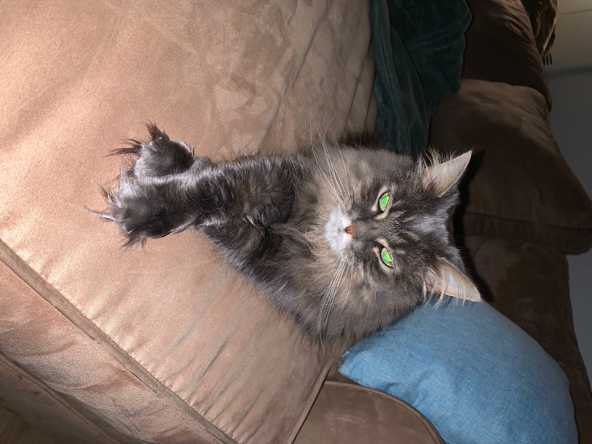 Bella joined the competition — help win amazing prizes! black_cat, carnivore, cat, claw, comfort, couch, domestic_short_haired_cat, felidae, fur, grey, human_leg, lap, paw, sitting, small_to_medium_sized_cats, snout, tail, whiskers