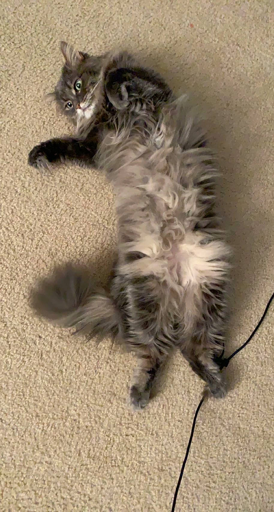 Bella joined the competition — help win amazing prizes! carnivore, cat, claw, comfort, domestic_short_haired_cat, felidae, foot, fur, grey, paw, sand, small_to_medium_sized_cats, tail, terrestrial_animal, whiskers