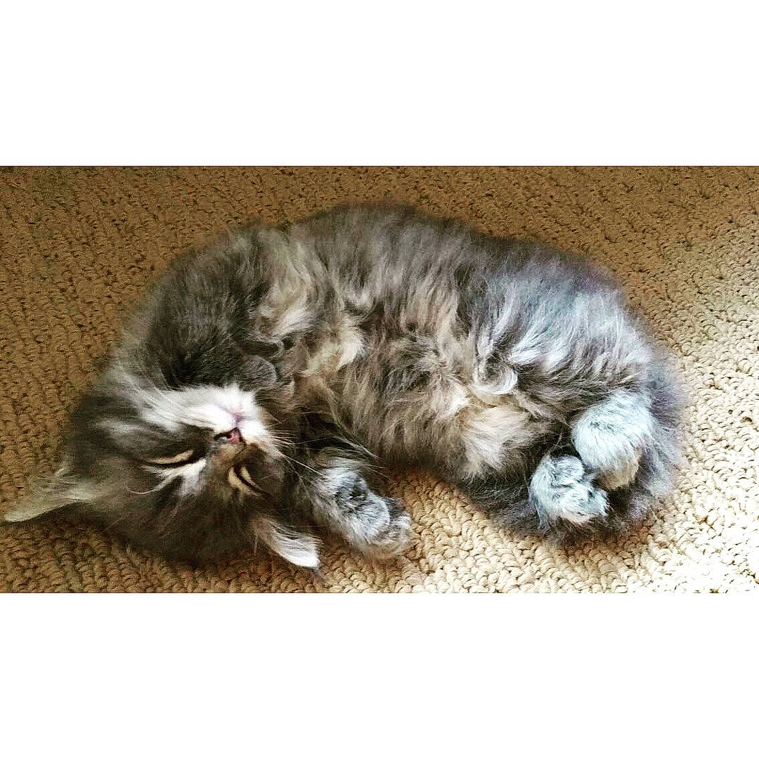 Bella is registered to the contest to win money with this photo: carnivore, cat, claw, comfort, dog_breed, felidae, fur, grey, liver, paw, small_to_medium_sized_cats, tail, terrestrial_animal, whiskers