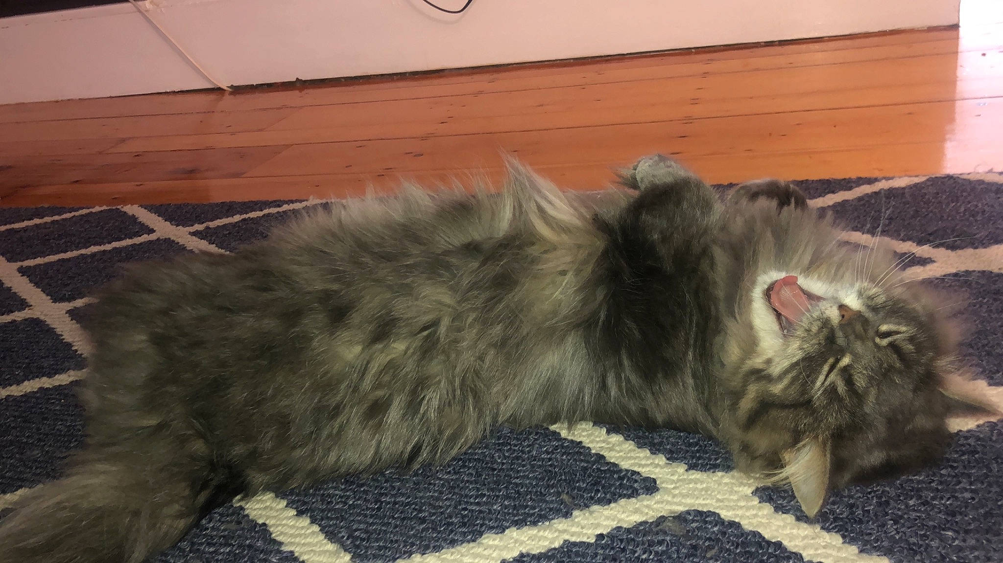 Bella is registered to the contest to win money with this photo: british_longhair, carnivore, cat, claw, comfort, domestic_short_haired_cat, felidae, flooring, fur, grey, hardwood, maine_coon, nap, paw, small_to_medium_sized_cats, tail, terrestrial_animal, whiskers, wood