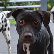 Daisy is registered to the contest to win money with this photo: animal, backyard, black_dog, canine, collar, curious, dalmatian, deck, dog, ears, eyes, fence, fur, greenery, nose, outdoor, pet, portrait, standing, wooden_floor