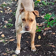 Chanel participe au concours pour gagner de l'argent avec cette photo : dog, tan_dog, outdoor, dirt, leaves, greenery, animal, pet, standing, nature, curious, ears, paws, fur, canine, ground, fall, autumn, plant, blur
