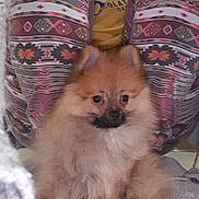 Lenny participe au concours pour gagner de l'argent avec cette photo : carnivoran, companion_dog, dog, dog_breed, dog_breed_group, dog_like_mammal, fur, german_spitz, german_spitz_klein, non_sporting_group, pomeranian, puppy, snout, spitz, whiskers