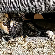 Bootsy Calico joined the competition — help win amazing prizes! kitten, cat, tortoiseshell, fur, carpet, texture, furniture, indoor, pet, animal, curious, wide_eyes, resting, small, cute, whiskers, paws, close_up, cozy, playful