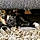 Bootsy Calico