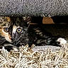 kitten, cat, tortoiseshell, fur, carpet, texture, furniture, indoor, pet, animal, curious, wide_eyes, resting, small, cute, whiskers, paws, close_up, cozy, playful