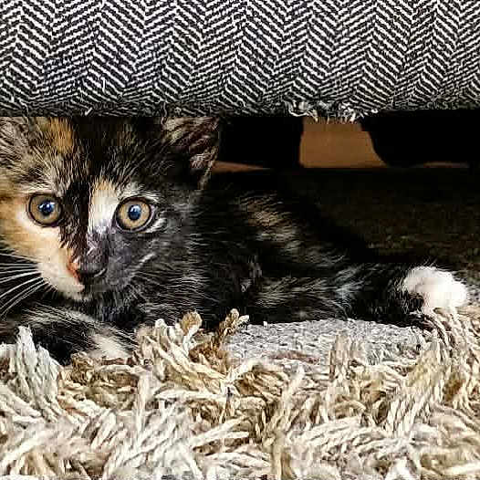 Bootsy Calico joined the competition — help win amazing prizes! kitten, cat, tortoiseshell, fur, carpet, texture, furniture, indoor, pet, animal, curious, wide_eyes, resting, small, cute, whiskers, paws, close_up, cozy, playful
