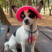 Shelby a rejoint le concours — aidez-le/la à gagner de superbes lots ! animal, black_fur, calm, canine, chihuahua, cute, daylight, dog, nature, outdoor, park, pet_collar, pet_tag, picnic_table, pink_hat, sitting, small_dog, sunlight, trees, white_fur