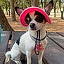 animal, black_fur, calm, canine, chihuahua, cute, daylight, dog, nature, outdoor, park, pet_collar, pet_tag, picnic_table, pink_hat, sitting, small_dog, sunlight, trees, white_fur