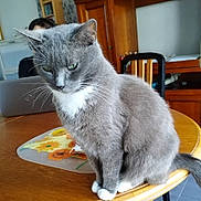 Pipa a rejoint le concours — aidez-le/la à gagner de superbes lots ! animal, cat, chair, contemplative, cozy, domestic_cat, furniture, grey_cat, home, household, indoor, laptop, person, pet, plaid, quiet, sitting, table, white_paws, wooden_table