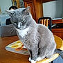 animal, cat, chair, contemplative, cozy, domestic_cat, furniture, grey_cat, home, household, indoor, laptop, person, pet, plaid, quiet, sitting, table, white_paws, wooden_table