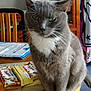 Pipa participe au concours pour gagner de l'argent avec cette photo : cabinet, calm, cat, curious, domestic_cat, feline, gray_cat, green_eyes, household, indoor, looking, papers, pet, sitting, snacks, table, towel, whiskers, white_paws, wooden_furniture