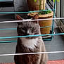 Pipa a rejoint le concours — aidez-le/la à gagner de superbes lots ! animal, calm, carpet, cat, curious, domestic_cat, drying_rack, feline, floor, gray_cat, green_leaves, home_interior, houseplant, indoor, pet, plant_pot, sitting, still_life, white_paws, window