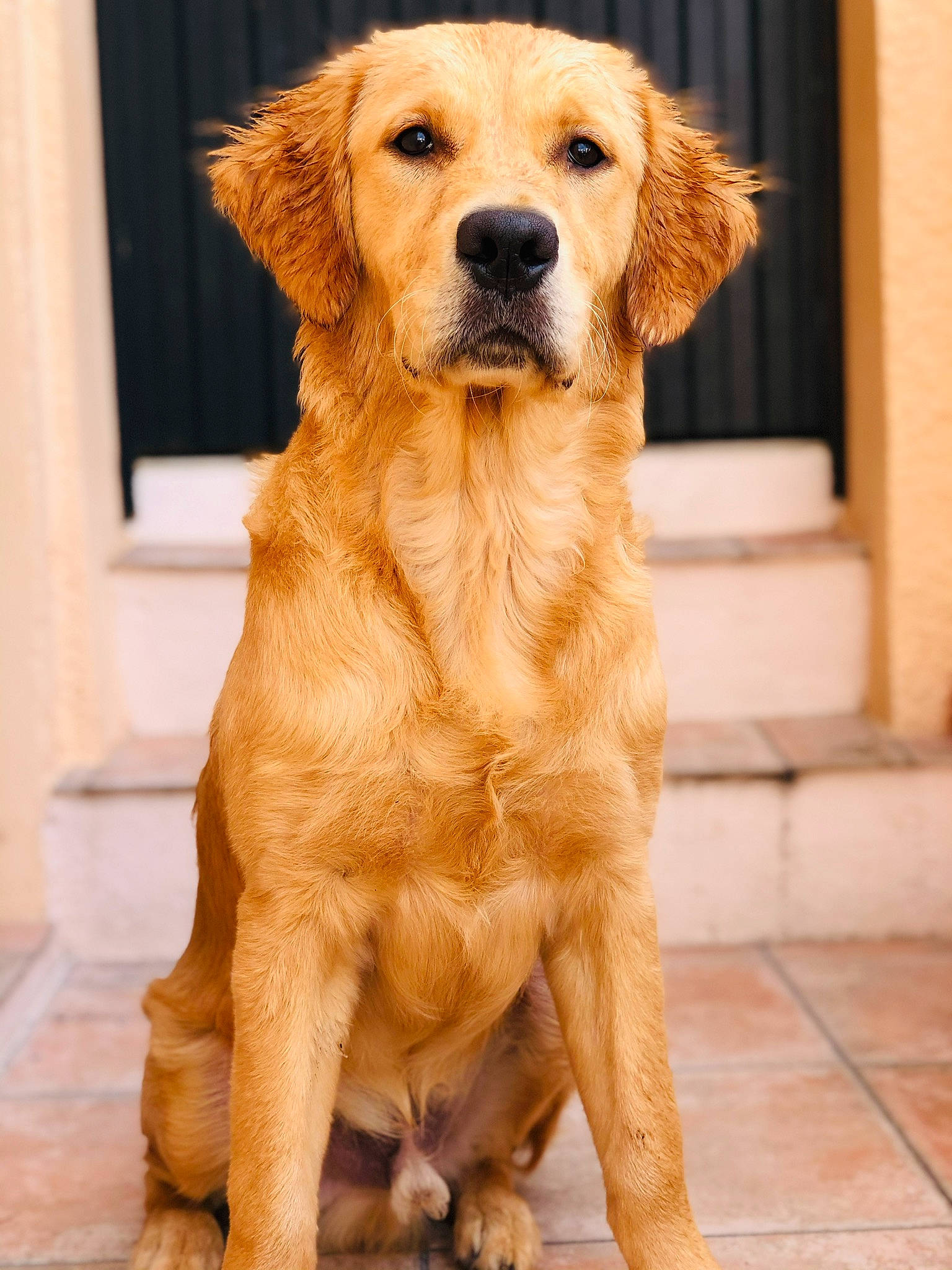 Paco a rejoint le concours — aidez-le/la à gagner de superbes lots ! ancient_dog_breeds, canidae, carnivore, companion_dog, dog, dog_breed, fawn, flooring, fur, golden_retriever, gun_dog, liver, retriever, snout, sporting_group, tail, whiskers, wood, working_animal, working_dog