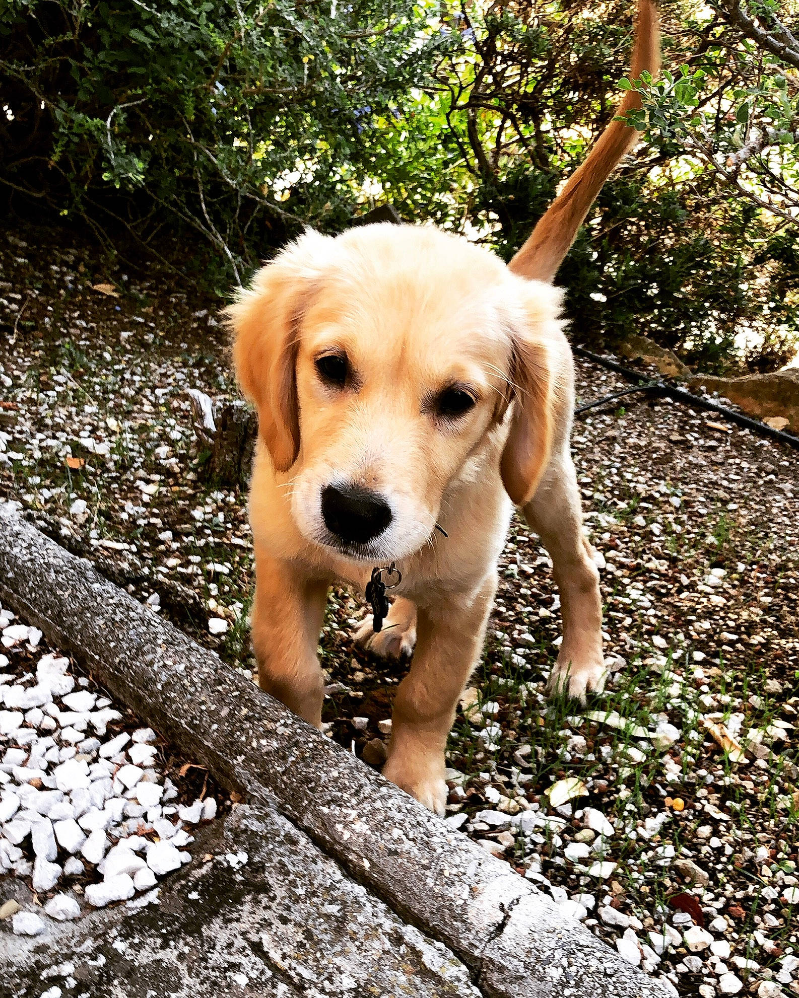 Paco participe au concours pour gagner de l'argent avec cette photo : canidae, carnivore, companion_dog, dog, dog_breed, fawn, forest, grass, happy, leisure, people_in_nature, plant, snout, soil, sporting_group, tail, tree, walking, wood, working_animal