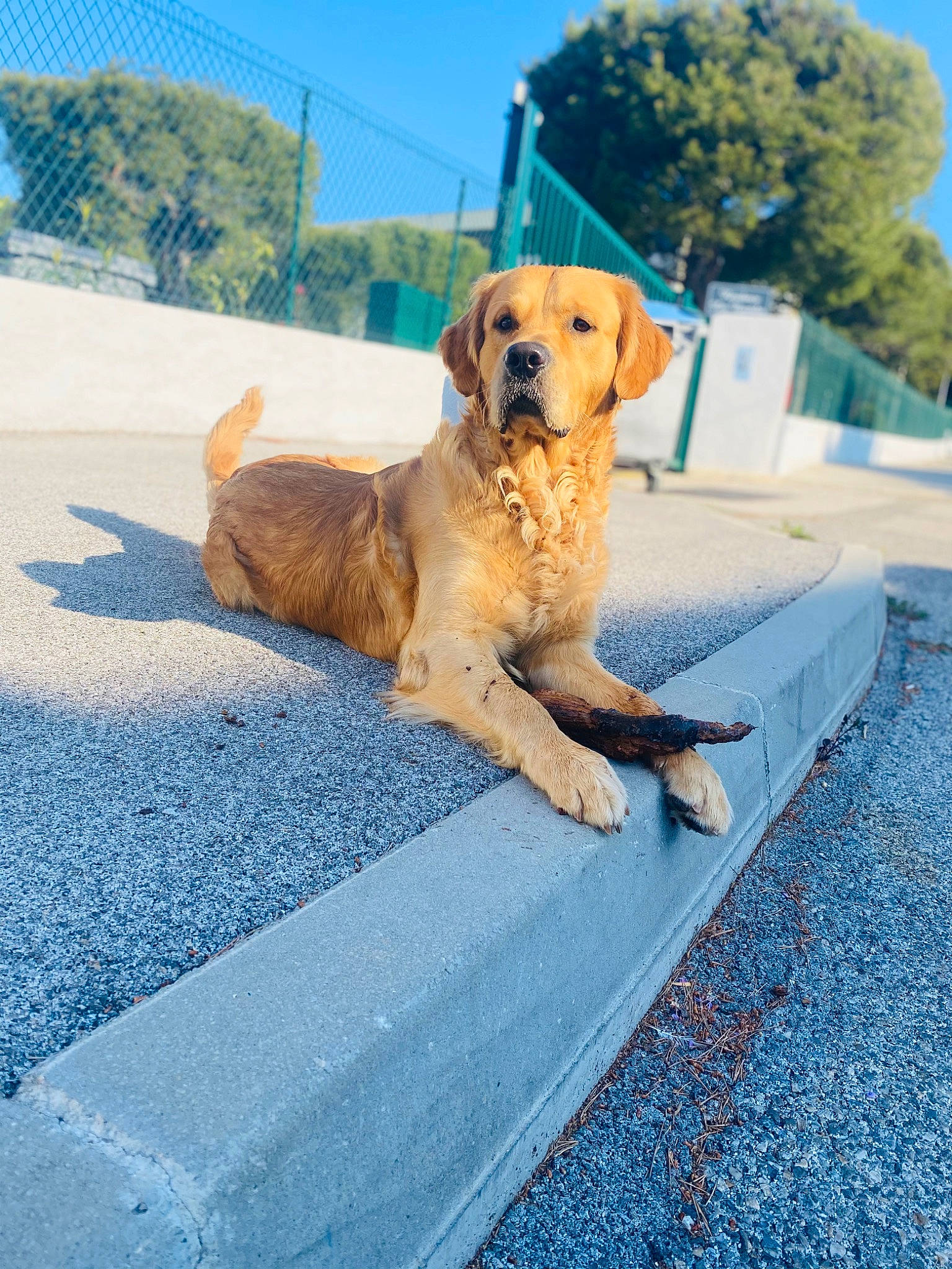 Paco a rejoint le concours — aidez-le/la à gagner de superbes lots ! asphalt, blue, carnivore, collar, companion_dog, dog, dog_breed, dog_collar, fawn, gun_dog, pet_supply, retriever, road, road_surface, sidewalk, sky, snout, sporting_group, tail, tree