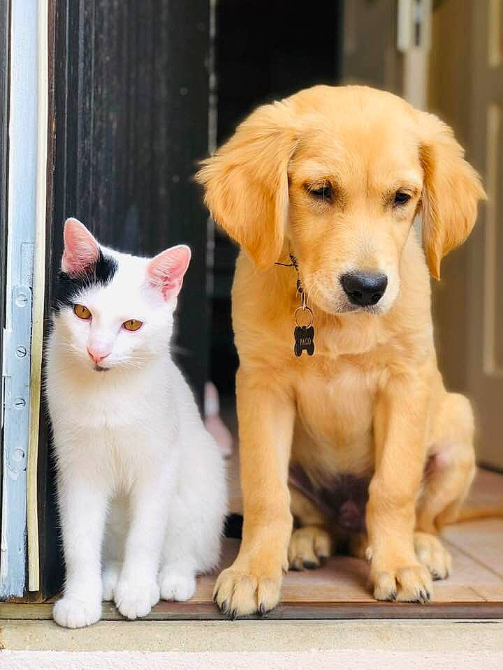 Paco a rejoint le concours — aidez-le/la à gagner de superbes lots ! carnivore, cat, companion_dog, dog, dog_breed, domestic_short_haired_cat, fawn, felidae, fur, happy, mammal, paw, small_to_medium_sized_cats, snout, sporting_group, tail, vertebrate, whiskers, wood, working_animal