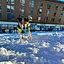 active, animal, blue_sky, building, canine, cold, colorful_jacket, daylight, dog, front_view, jack_russell_terrier, nature, outdoor, pet, playful, reflection, snow, sunny, walking, winter