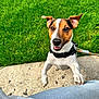 Dante a rejoint le concours — aidez-le/la à gagner de superbes lots ! animal, brown_white_black, canine, close_up, daylight, dog, ears_up, friendly, grass, happy, harness, jack_russell_terrier, jumping, leash, outdoor, pavement, paw, pet, playful, smiling