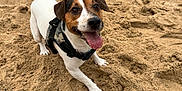 Dante participe au concours pour gagner de l'argent avec cette photo : animal, beach, canine, dog, excited, fur, happy, harness, jack_russell_terrier, muzzle, nature, outdoor, pet, playful, sand, summer, tail, tongue_out, walking, water