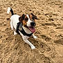 animal, beach, canine, dog, excited, fur, happy, harness, jack_russell_terrier, muzzle, nature, outdoor, pet, playful, sand, summer, tail, tongue_out, walking, water