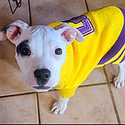 Chunky is registered to the contest to win money with this photo: puppy, dog, white_dog, black_spot, yellow_sweater, purple_stripes, pet_clothing, tile_floor, indoor, curious, looking_up, young_dog, ears_up, small_dog, cute, adorable, animal, companion, domestic_pet, portrait