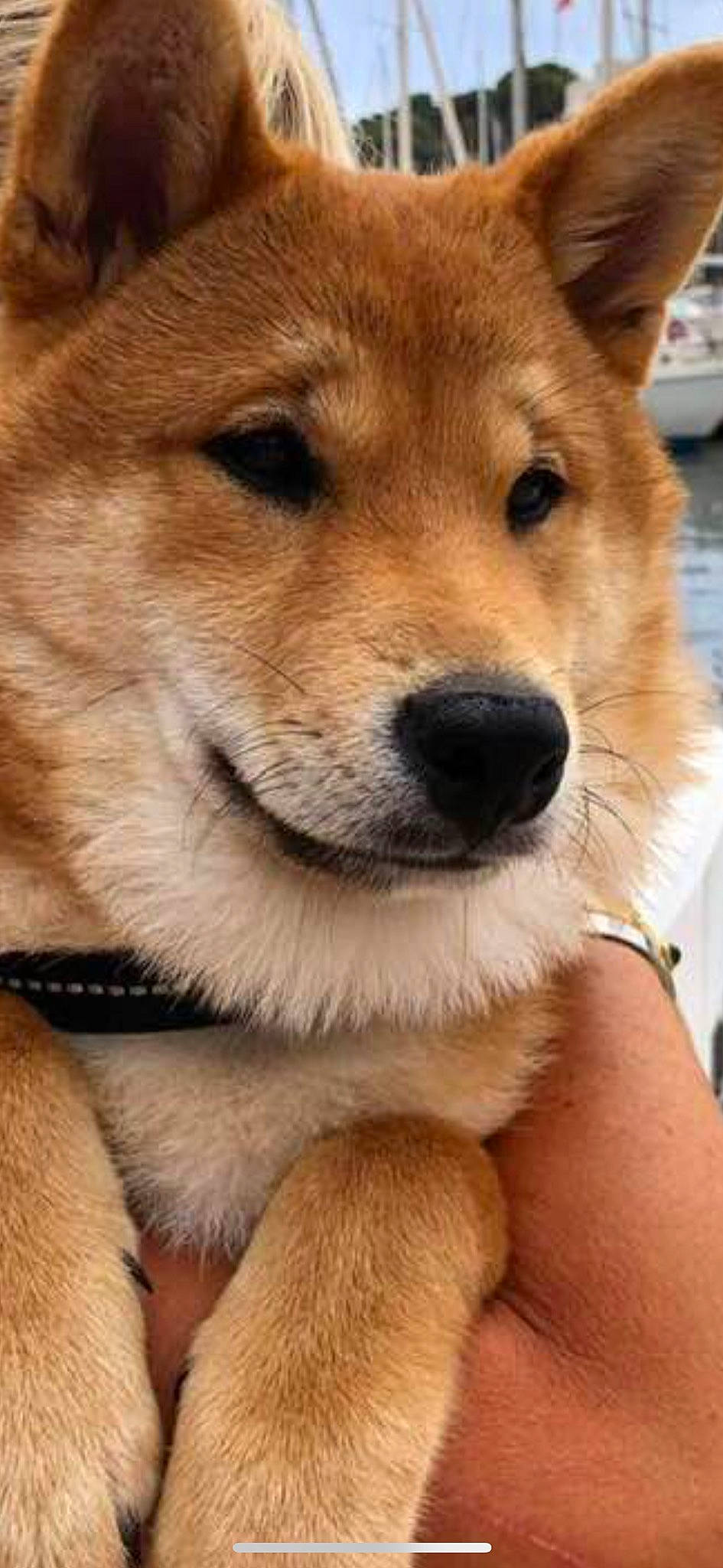 Pablo participe au concours pour gagner de l'argent avec cette photo : akita, akita_inu, ancient_dog_breeds, canaan_dog, canidae, carnivore, companion_dog, dingo, dog, dog_breed, finnish_spitz, hokkaido, korean_jindo_dog, mammal, new_guinea_singing_dog, non_sporting_group, shiba_inu, shikoku, snout, vertebrate