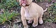 Diesel is registered to the contest to win money with this photo: animal, blue_eyes, cute, dirt, dog, ears, grass, ground, leaf, looking_up, nature, nose, outdoor, paw, pet, puppy, sitting, tail, tan, young