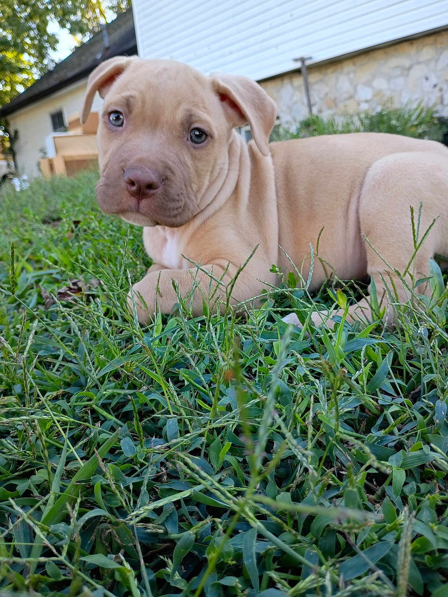 Diesel