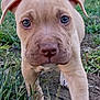 Diesel joined the competition — help win amazing prizes! adorable, animal, brown, canine, closeup, cute, dog, ears, eyes, face, fur, grass, ground, nature, outdoor, pet, puppy, snout, walking, young