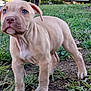 Diesel is registered to the contest to win money with this photo: adorable, alert, animal, canine, curious, cute, dog, ears, eyes, fur, grass, ground, legs, mammal, nature, nose, outdoor, pet, puppy, young