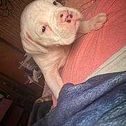 Seville is registered to the contest to win money with this photo: animal, blanket, blue_blanket, close_up, coral_shirt, cozy, cute, dog, face, hand, home, indoor, nose, paw, person, pet, puppy, resting, tattoo, white_dog