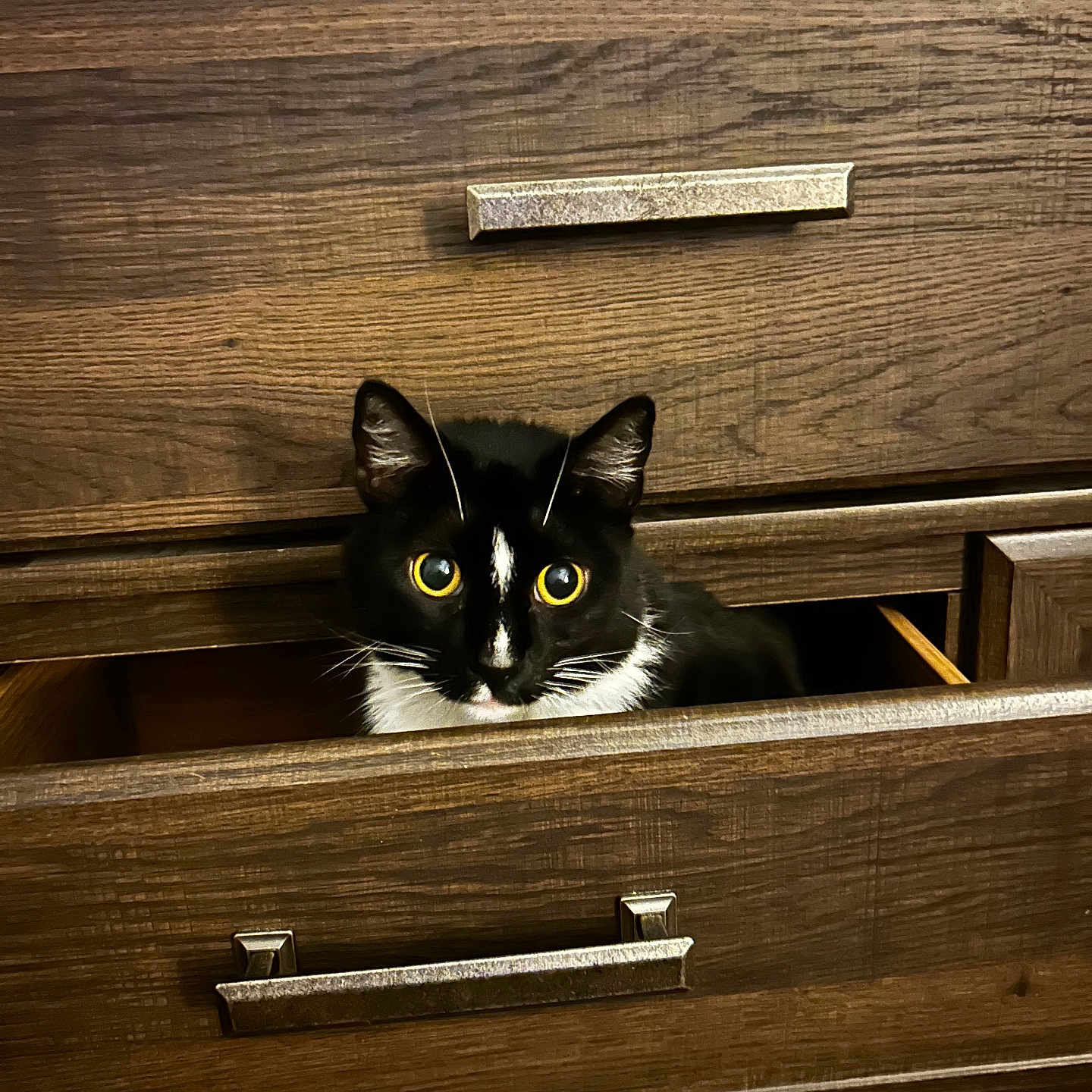 Sylvester joined the competition — help win amazing prizes! animal, blackcat, cabinet, cat, closet, cupboard, drawer, dresser, furniture, hardwood, indoors, interiordesign, kitten, manx, pet, plywood, shelf, sideboard, stainedwood, wood
