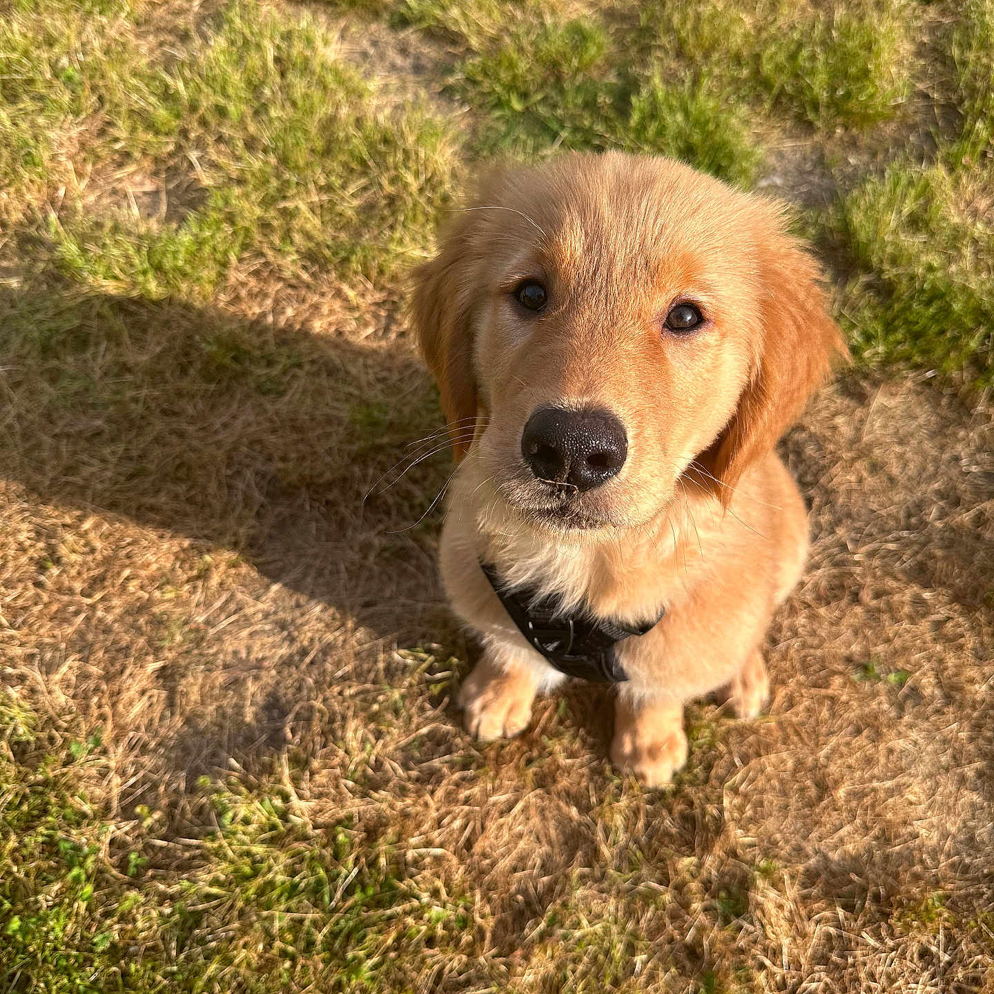 Tatum is registered to the contest to win money with this photo: animal, canine, cockerspaniel, dog, field, goldenretriever, grass, grassland, herbal, herbs, hound, labradorretriever, lawn, nature, outdoors, pet, plant, puppy, whitedog, yard