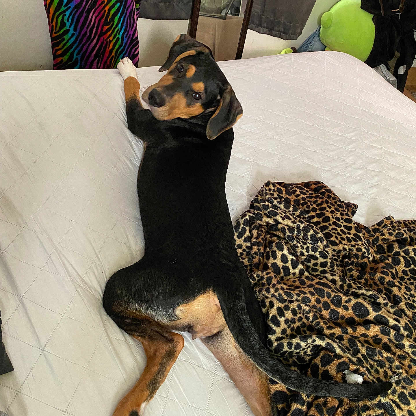 Mia joined the competition — help win amazing prizes! accessories, animal, bag, bed, bedroom, blanket, canine, clothing, cushion, dog, dogbed, furniture, glove, handbag, homedecor, hound, indoors, pet, puppy, room